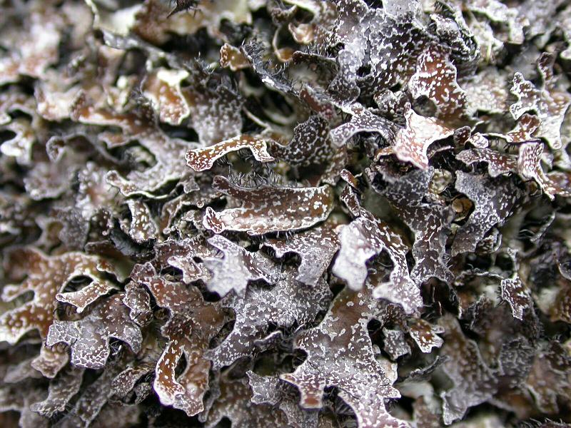 Lichen on dartmoor.jpg